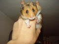 Hamster Struppi 54021319