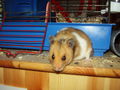Hamster Struppi 54021350