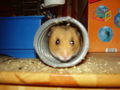 Hamster Struppi 54021370