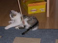 Katze und meis sweet hamster 54987273