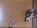 Katze und meis sweet hamster 54987287