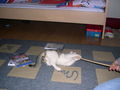 Katze und meis sweet hamster 54988015