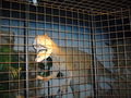 Ausflug Zoo Schmiding 55739667