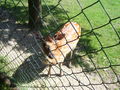 Tierpark Linz.2008. 53981432