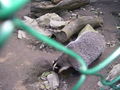 Tierpark Linz.2008. 53981581