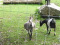 Tierpark 67985013