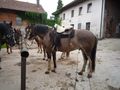 Westernreiten 61627663