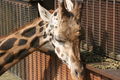 Zoo Schmiding 60054478