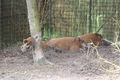 Zoo Schmiding 60054514