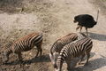 Zoo Schmiding 60054523