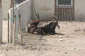 Zoo Schmiding 60054542