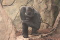 Zoo Schmiding 60054552