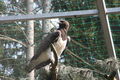 Zoo Schmiding 60054622