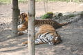 Zoo Schmiding 60054633