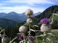 Wandern Windischgarsten 2008 63509549