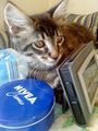 mein main coon kater :) 68434132