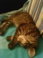 mein main coon kater :) 68434138