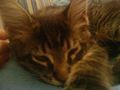 mein main coon kater :) 68434140
