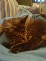 mein main coon kater :) 68434142