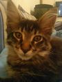 mein main coon kater :) 68434147