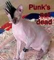 PUNK PICS 54478612