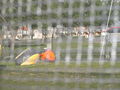 Surfopening 2009 Podersdorf 59263495