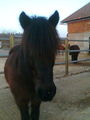 Aundere Ponys 53567306