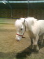 Mei Pony da Erill fra Lagafelli 55416475