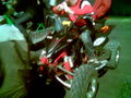 Buggis,Quads,Motorcrossen,usw. 64524486