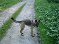 Unterwegs mit den Hunden 66036888