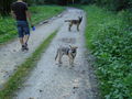 Unterwegs mit den Hunden 66036904