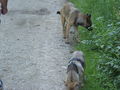 Unterwegs mit den Hunden 66036929