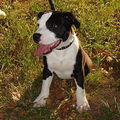 American Staffordshire Terrier !!! 53805166