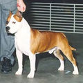 American Staffordshire Terrier !!! 53805171