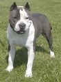 American Staffordshire Terrier !!! 53805183