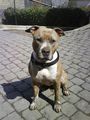 American Staffordshire Terrier !!! 59844971