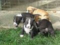 American Staffordshire Terrier !!! 59844990