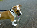 American Staffordshire Terrier !!! 59845026