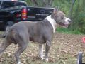 American Staffordshire Terrier !!! 59845029