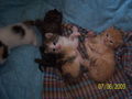 Katzenbabys....xD 61214665