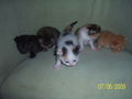 Katzenbabys....xD 61214727