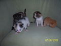 Katzenbabys....xD 61214841