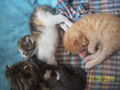 Katzenbabys....xD 61214883