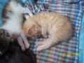 Katzenbabys....xD 61214922