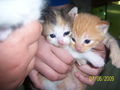 Katzenbabys....xD 61214959