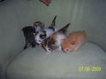 Katzenbabys....xD 61215024