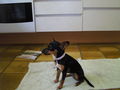 Mein Hund Cora 60674253
