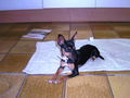 Mein Hund Cora 60674296