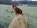 Mein Hund 71438151