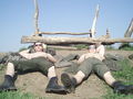 I im Bundesheer 54396643